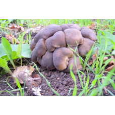 Мицелий Рядовки скученной / Рядовка групповая (Lyophyllum decastes)